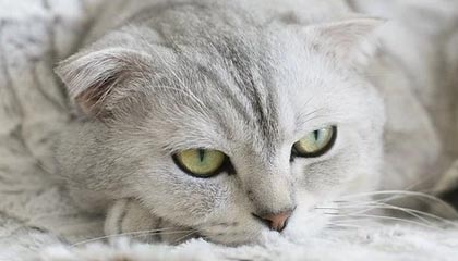 爱游戏体育_ F1新赛季发车，车队创新布局，f1各车队赛车性能