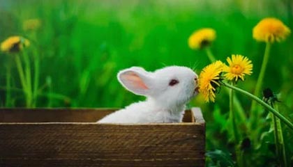 _爱游戏官方_ 中国女足冲击世界大赛，目标锁定冠军_，国内女足比赛